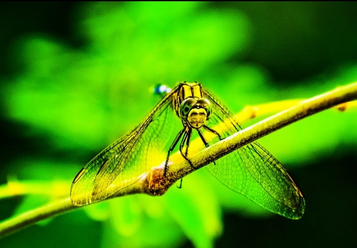 Green lander