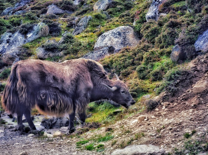 Yak in the wild