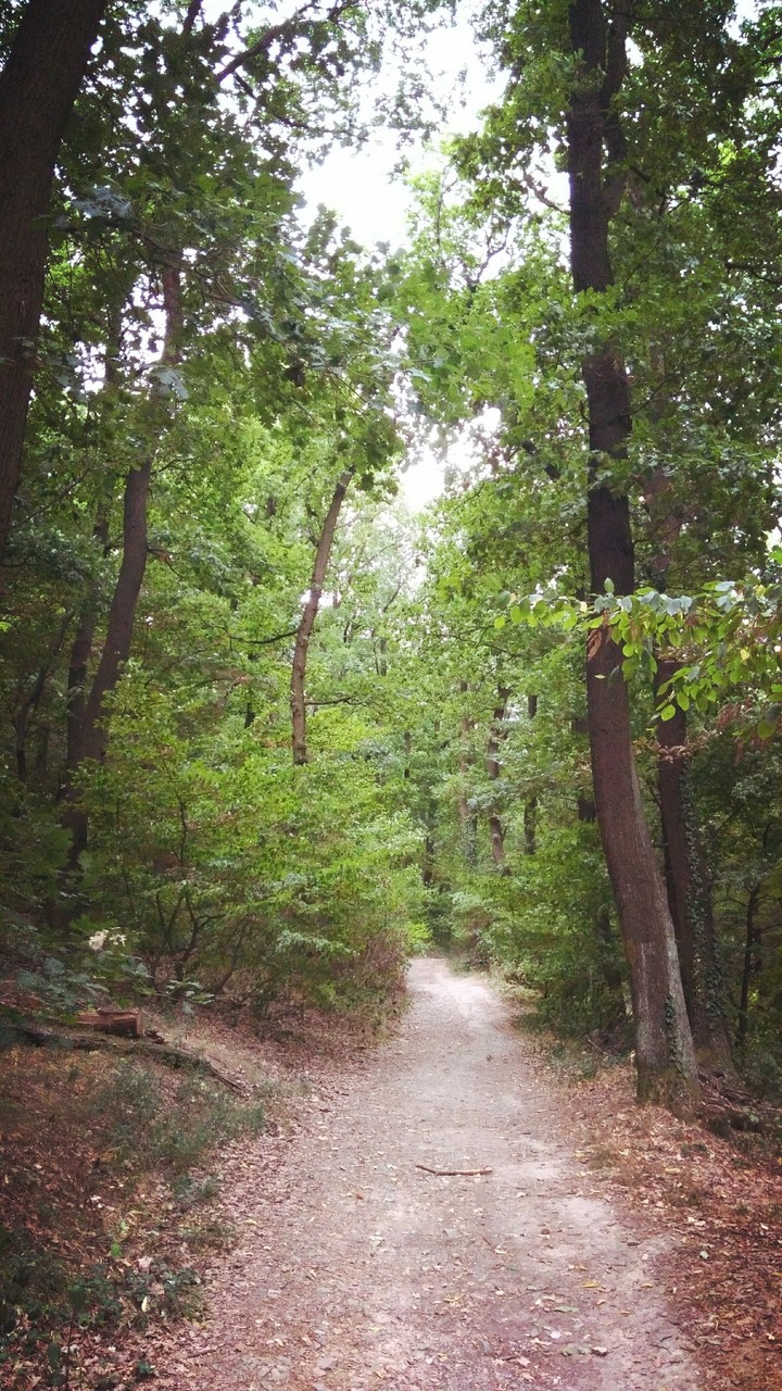 Walking in Forest #forest