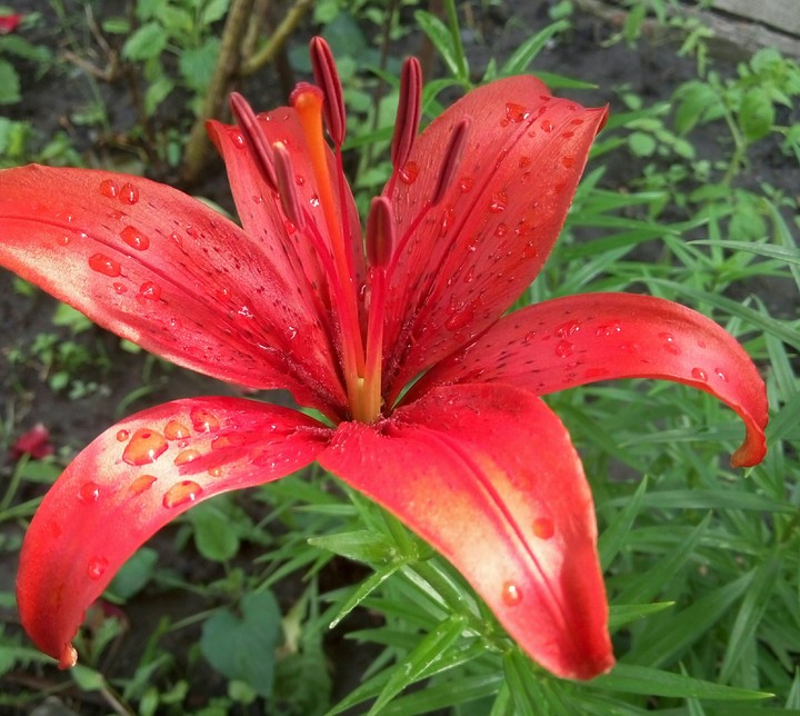 Lily