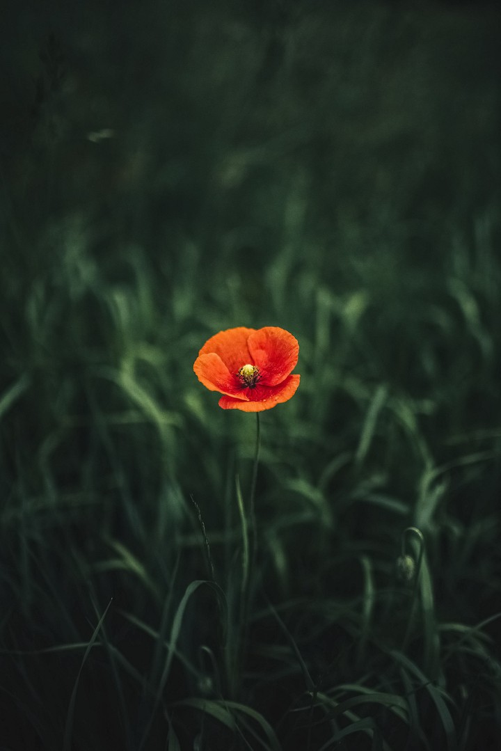 Flower Hd wallpaper