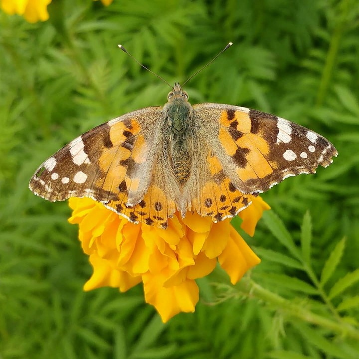 butterfly
