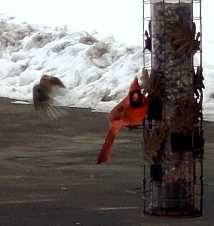 Bird in flight