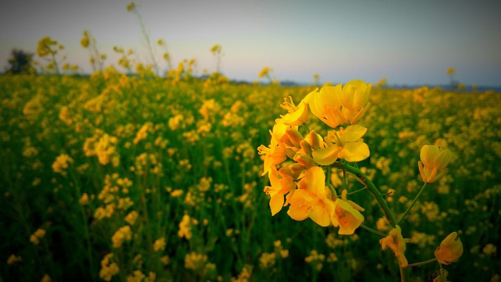 flower of mustered oil