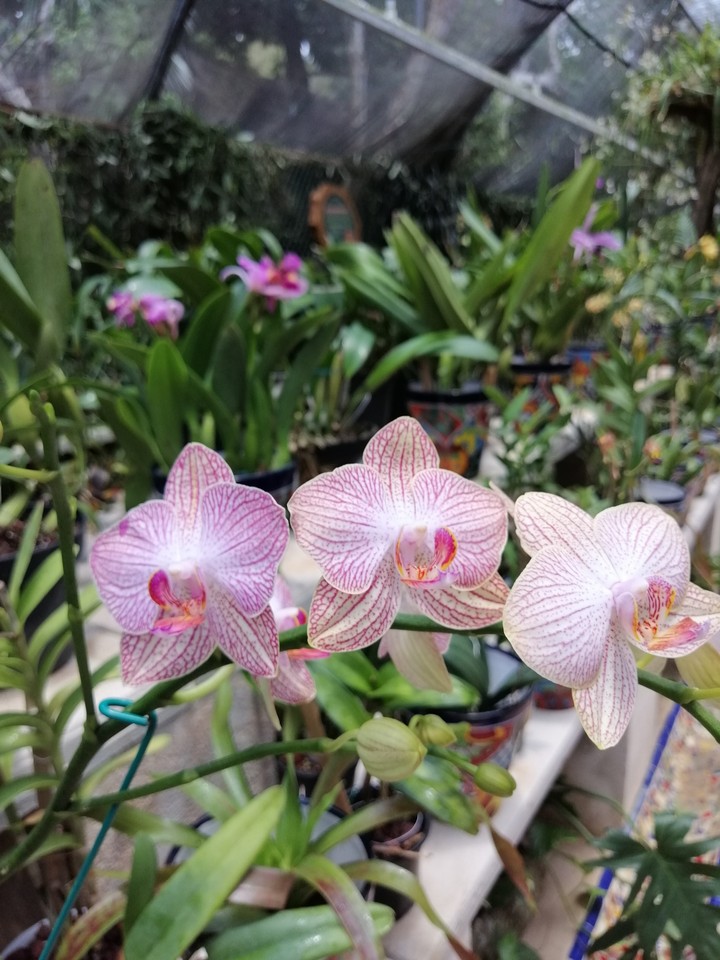 Orquídea
