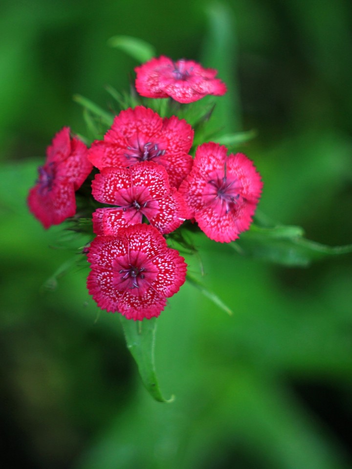 Carnations
