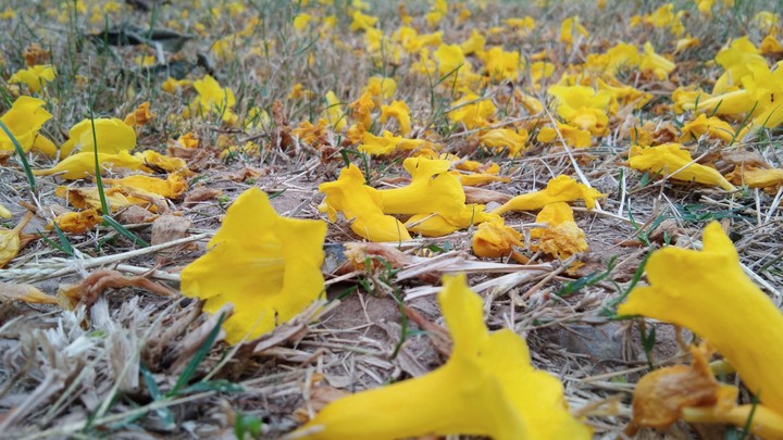 flowers