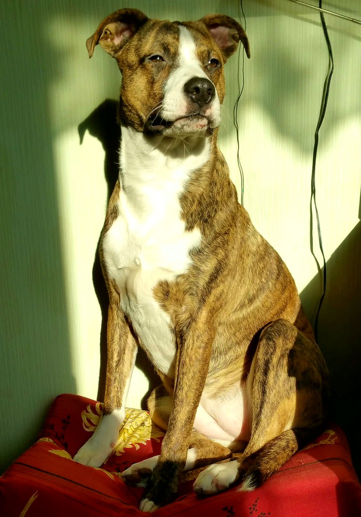 kama :):) Poland Dog Pit-Bullek