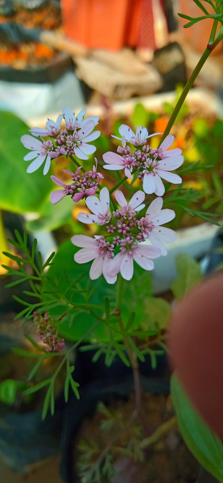 mustard flower