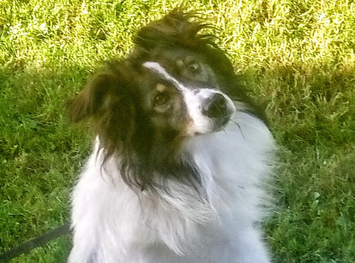 Tobi