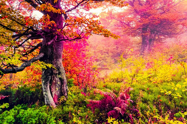 Trees