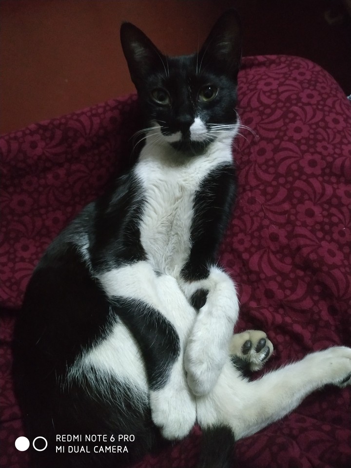 chonni