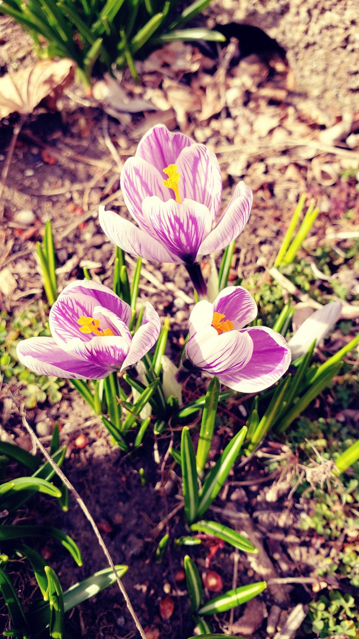 spring flowers