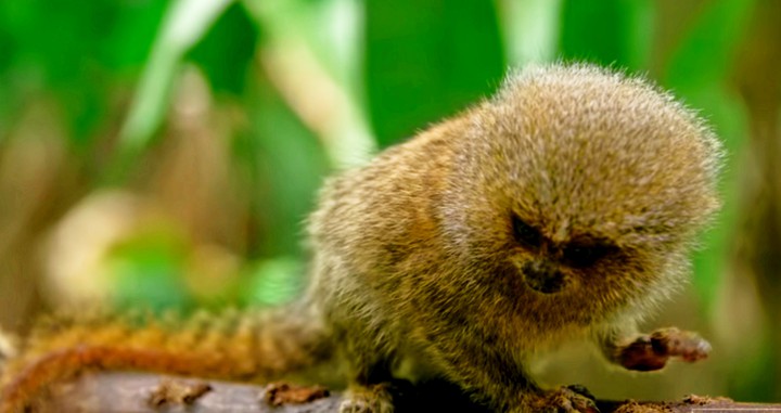 monkey