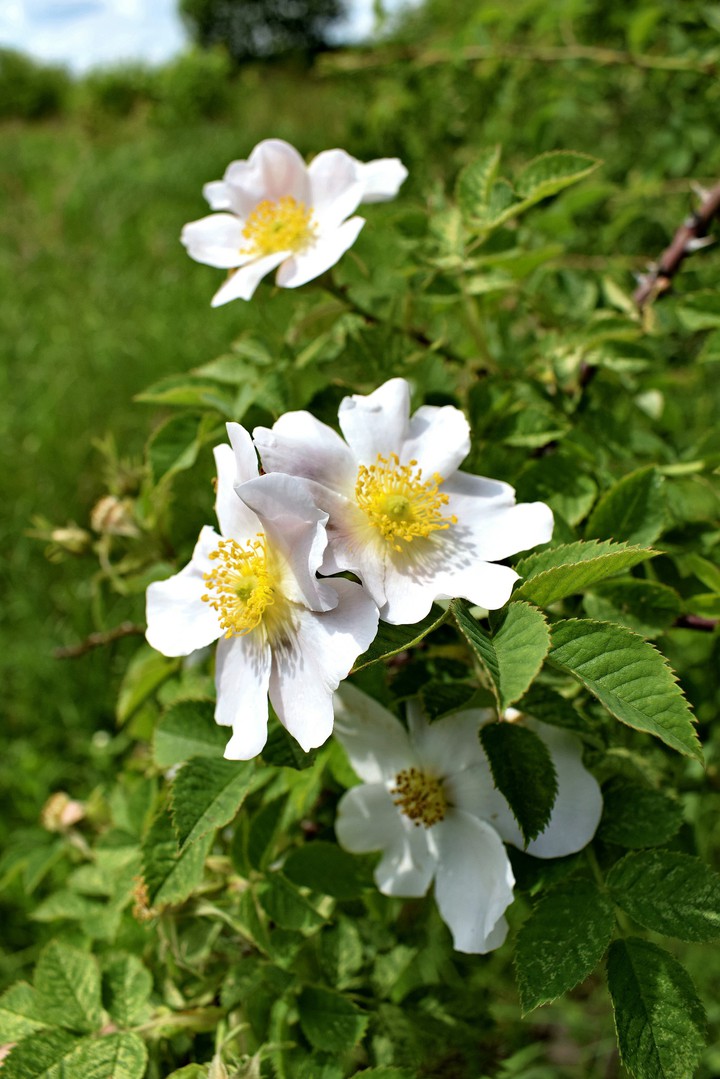 wild rose