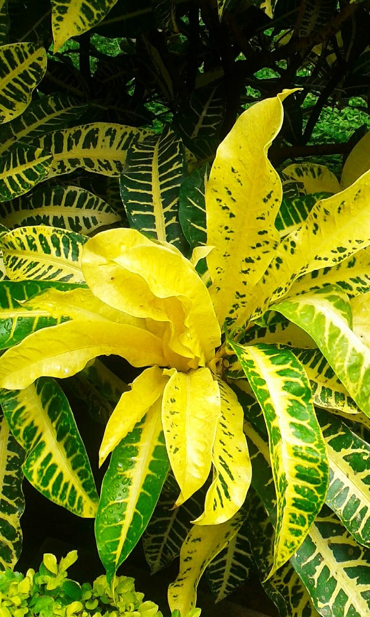 leaf