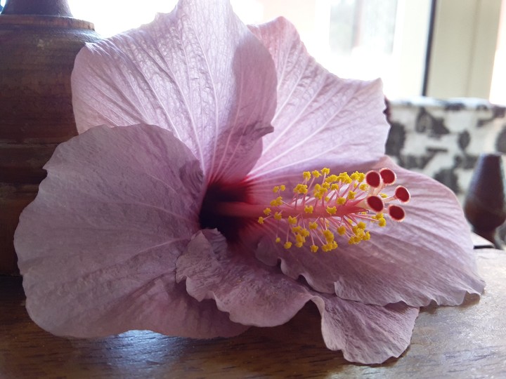 Blooming Flower.