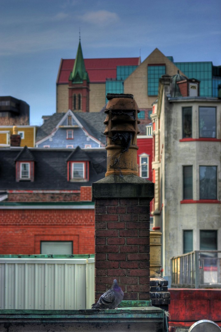 Rooftop Wildlife