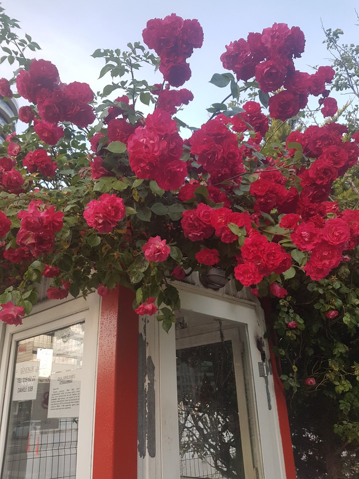 rose