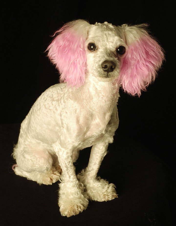 강아지와 동물들