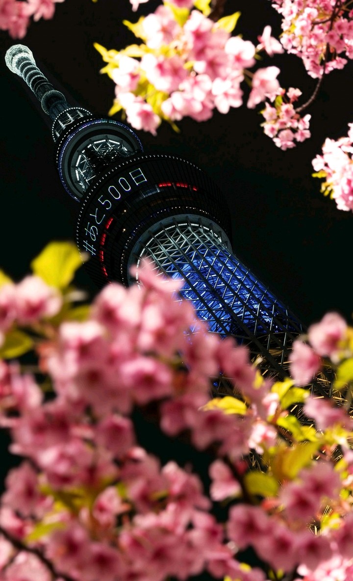 Sakura and Tokyo Olympics