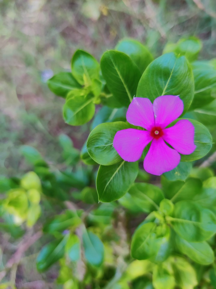 nature