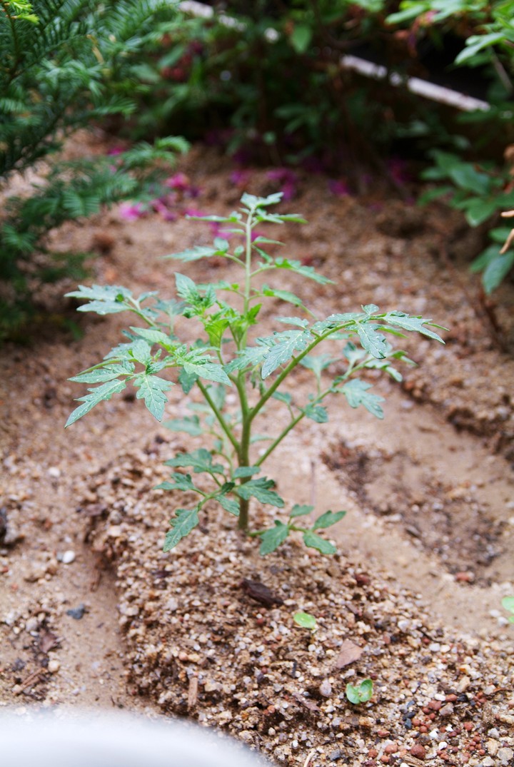 Plant