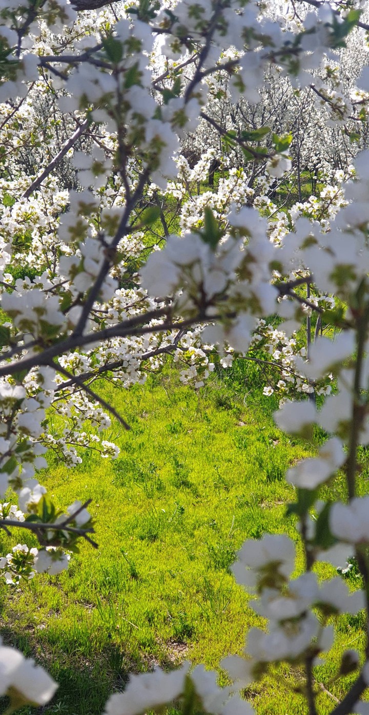 spring