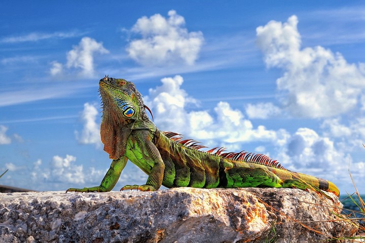 varan