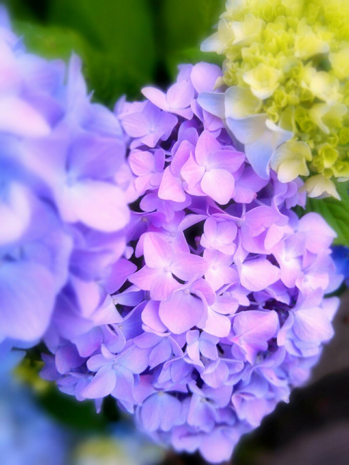 hydrangea