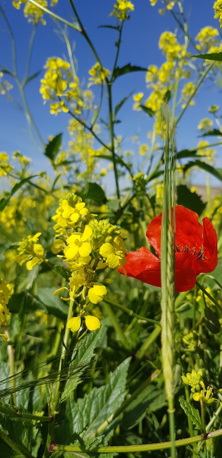 flower