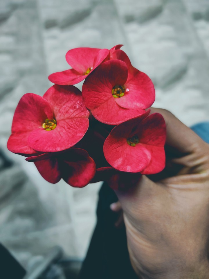 red flower ❤️