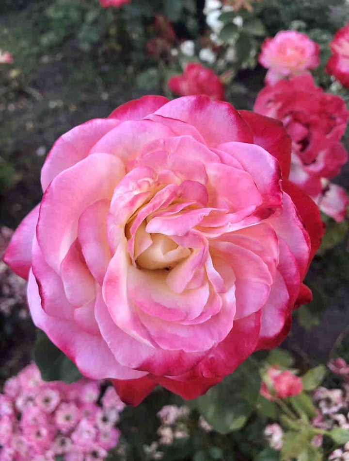 The sensual rose