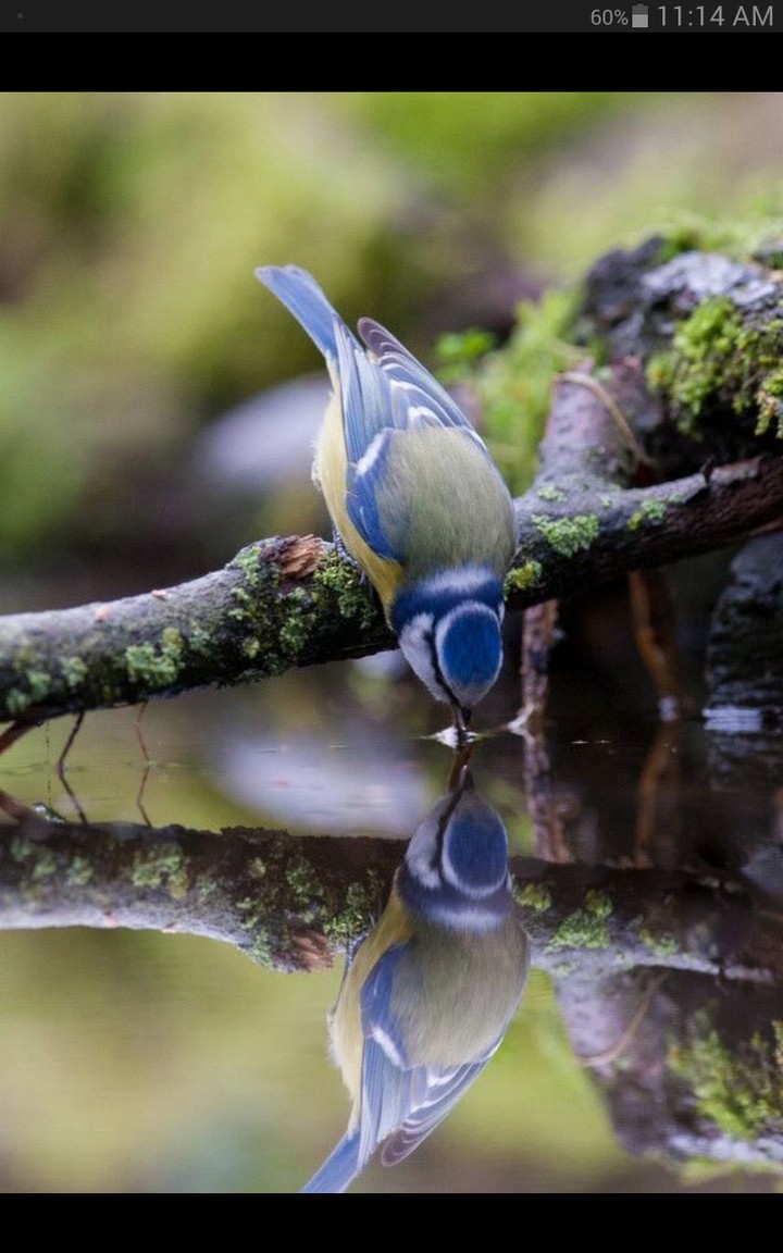Bird ♡♡♡