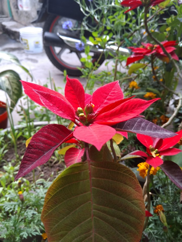 flowers