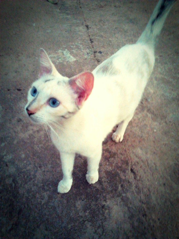 Mimi