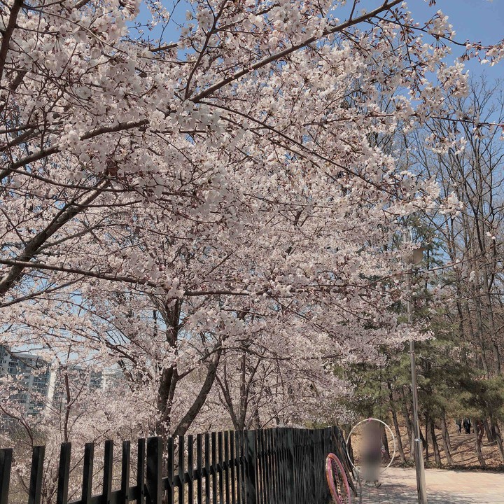 벚꽃 3