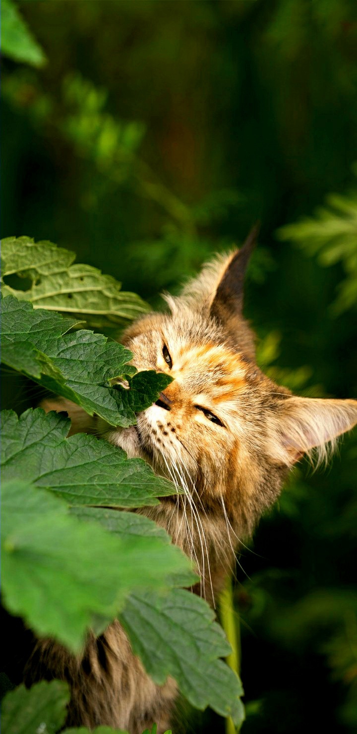 cat