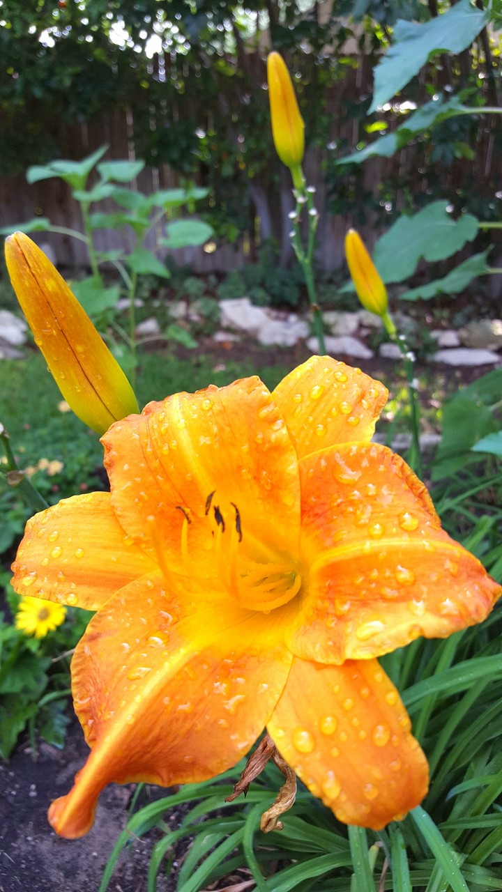 Flowers from my backyard