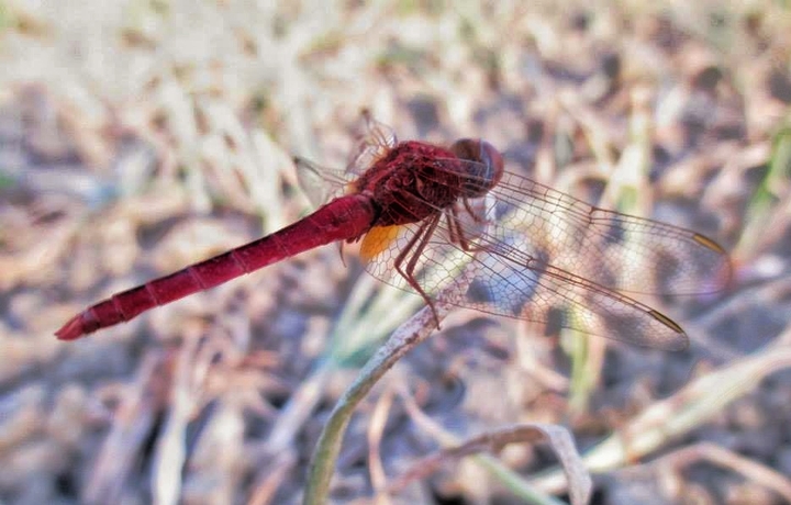 Dragon Fly