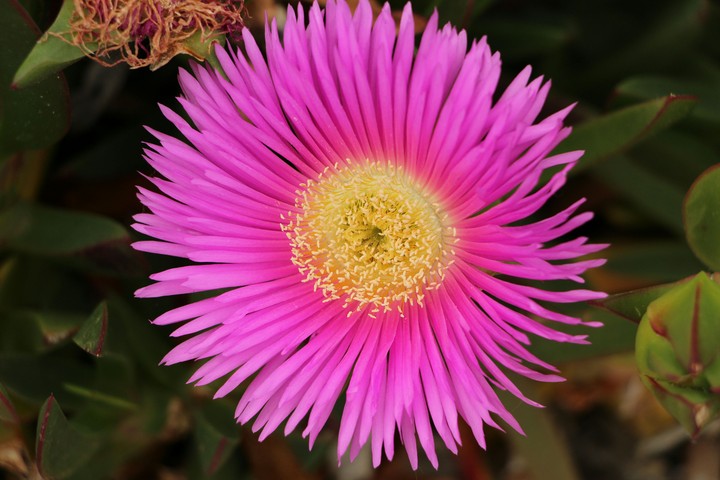 pink sea flower