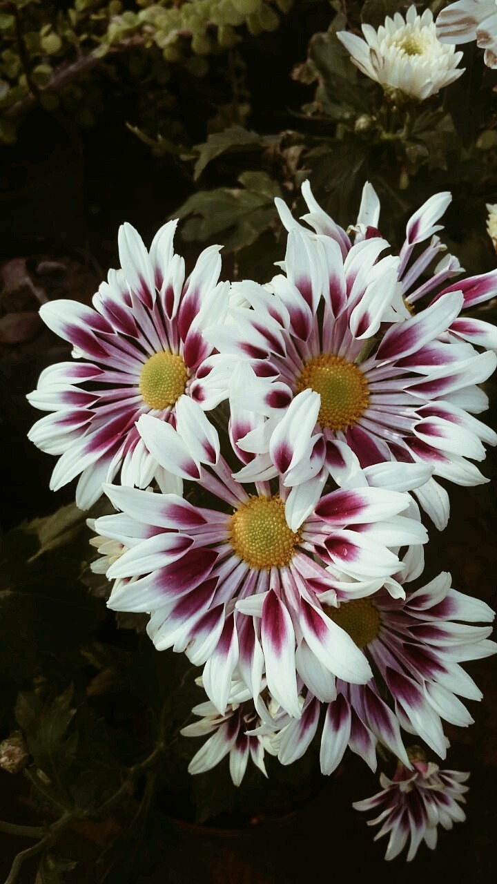 whit flowers