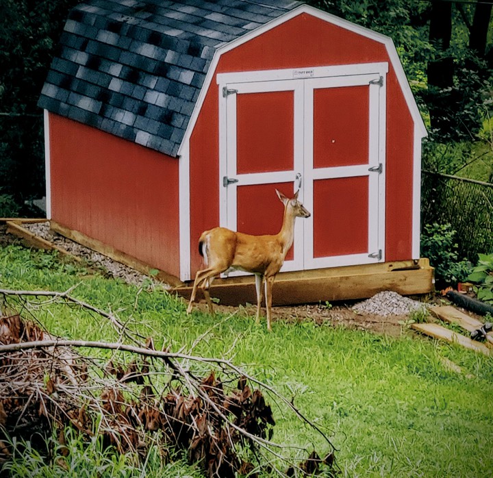 Near the Barn