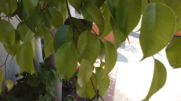 tree leaves