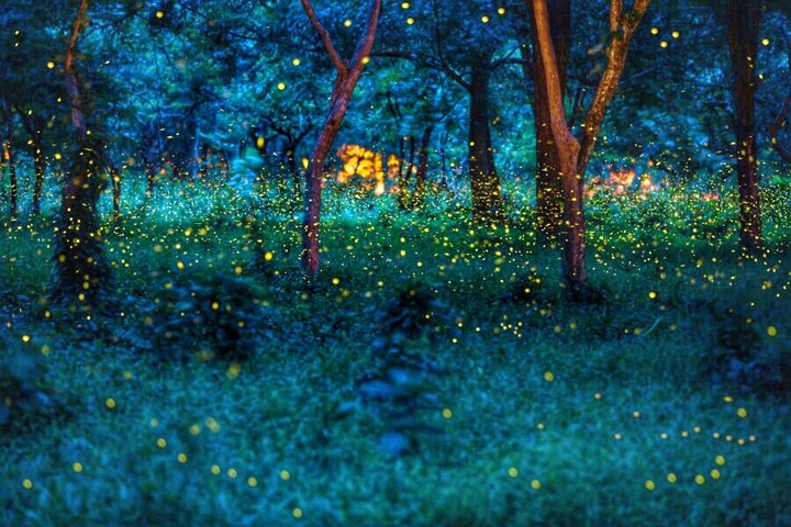 Night in the forest