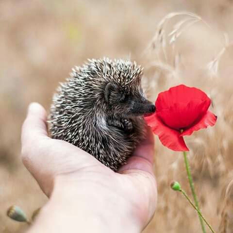 hedgehog