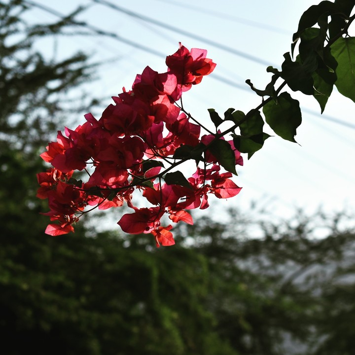 bougainvillea