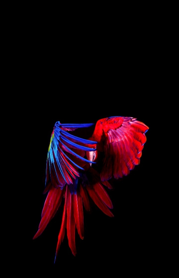 wallpaper