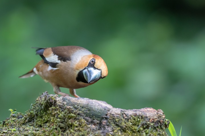 Hawfinch