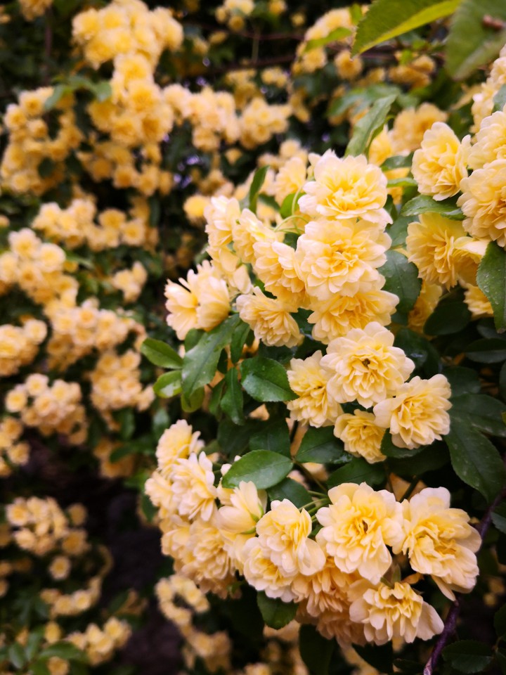 beautiful flowers